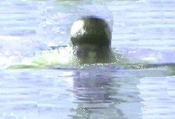 [Eat yer heart out Nessie]